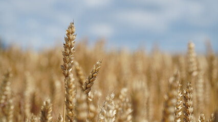 Fototapeta premium An ear of wheat on a blurred background with a place for text.