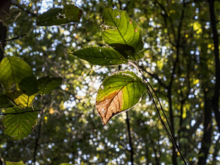 Close-up of a leaf in a woodland in autumn