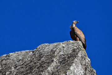 Gänsegeier // Griffon vulture (Gyps fulvus) - Salto del Gitano, Monfrague, Extremadura, Spanien