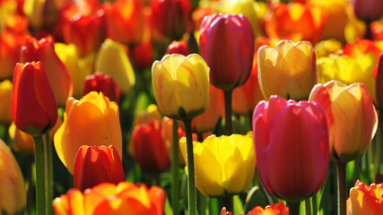 Fototapeta premium yellow and red tulips