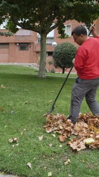 Gardener collecting fallen leaves with rake