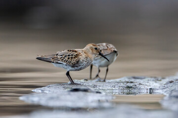 Calidris alpina