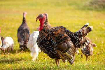 Turkeys walk on the grass in a green meadow in a pasture. Animal husbandry and agriculture in the mountains.