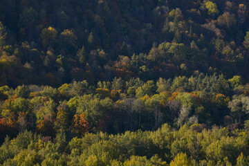 Fototapeta na wymiar Beautiful autumn landscape with tree tops colored in yellow, orange, red and green. Golden autumn