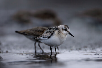 Calidris alpina