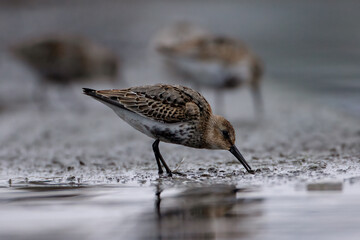 Calidris alpina