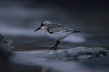Calidris alpina
