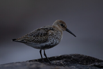 Calidris alpina