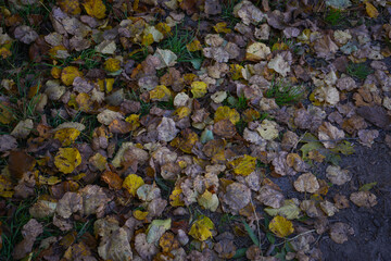 Yellow and brown dead autumn tree leaves on green grass ground. View from the top.