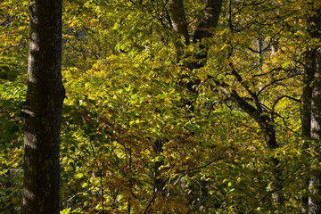Landscape with colorful autumn birch tree leaves.