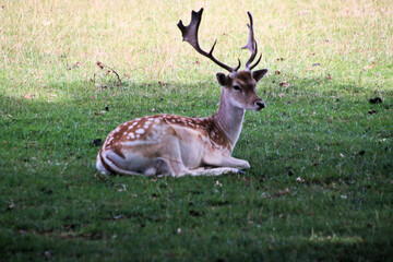 A close up of a Fallow Deer in the Cheshire Countryside