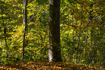 Tree trunk in colorful forest in autumn. colorful leaves of trees piled up on the ground.