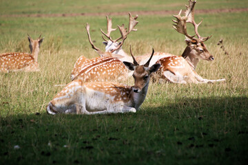 Naklejka na ściany i meble A close up of a Fallow Deer in the Cheshire Countryside