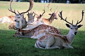 A close up of a Fallow Deer in the Cheshire Countryside