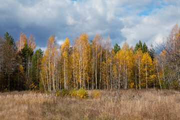 Autumn forest, blue sky with white clouds. Birches sway in the wind in the autumn forest. Autumn landscape. Soft focus.