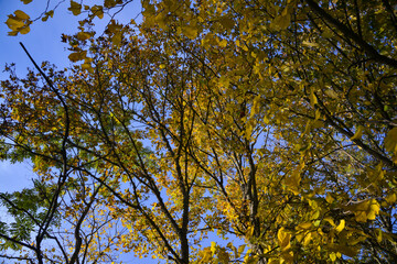 Bright yellow autumn foliage of trees on a background of blue sky.