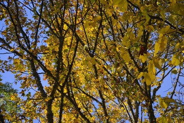 Bright yellow autumn foliage of trees on a background of blue sky.