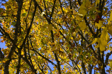Bright yellow autumn foliage of trees on a background of blue sky.