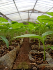 plants in a greenhouse