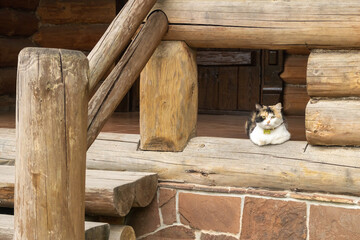The cat sits on the threshold of the house. The cat looks into the camera. Pet with a medallion....
