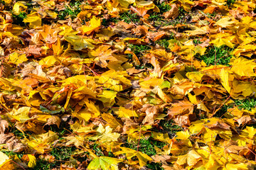 Background of the fallen yellow maple leaves. Autumn concept