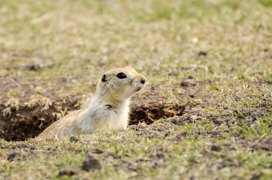 Prairie dog (gopher) coming out of his hole early spring