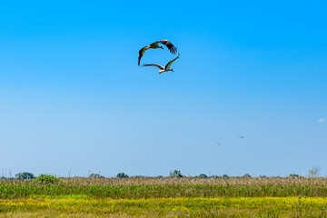 White storks (Ciconia ciconia) flying in a sky