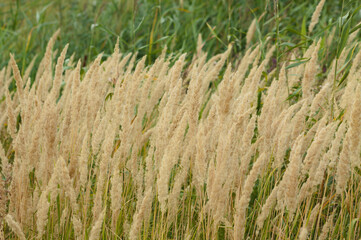 Closeup of yellow bush-grass with selective focus on foreground