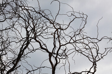 Closeup of black tree branch without leaves with blue gray sky on background