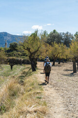 Rear view of two male hikers walking through trees on a sunny day