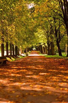 Park im. Powstańców Śląskich Zabrze,Jesienna aleja parkowa