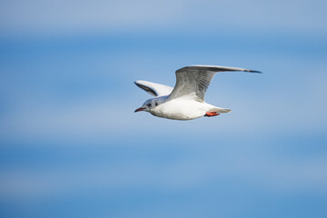 Fototapeta na wymiar black-headed gull (Chroicocephalus ridibundus) in the air with a blue sky