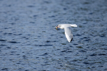 black-headed gull (Chroicocephalus ridibundus) has a little fish in its beak