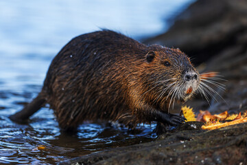 The nutria (Myocastor coypus) or coypu cautiously crawling out of the river