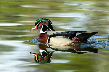 A Wood Duck peacefully swimming in a green lake with smooth water reflections.