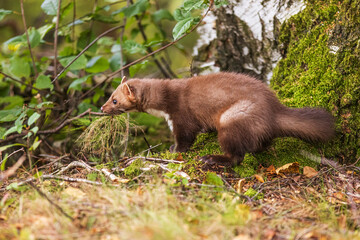 female beech marten (Martes foina), also known as the stone marten photographed close up