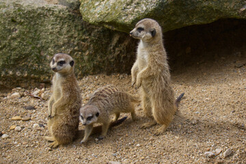 Meerkat (suricate) in desert on guard duty
