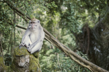 Monkey sanctuary