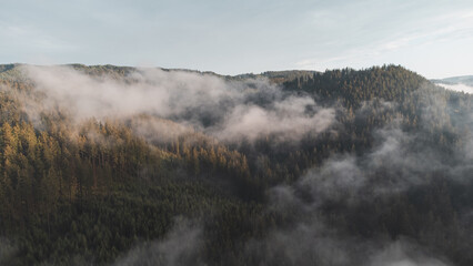 View of untouched nature from above. Mixed forest under morning mist and sunrise. The lungs of the world with enough moisture to create fresh oxygen