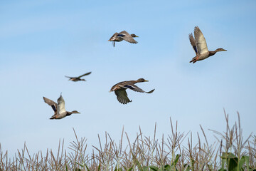 Flying mallard ducks over a field of corn. Place for text.