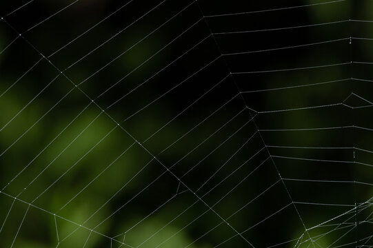 Spider Web Close Up View
