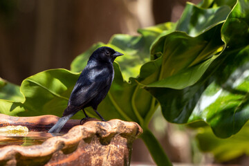 The Shiny Cowbird also Know as Chupim or Mirlo. All the beauty and the presence of the most typical black bird in Brazil. Species Molothrus bonariensis. Birdwatcher. Birding