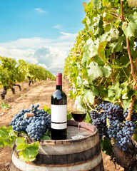 Goblet of red wine over the barrel in a vineyard. Agriculture.