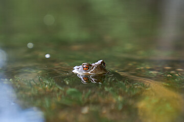 frog in a lake with the eyes out