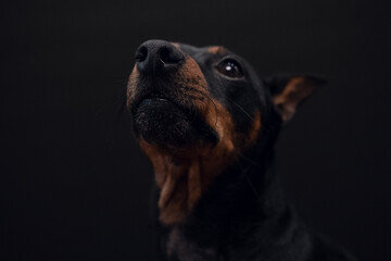 Doberman breed dog on a black background. Selectiv focus