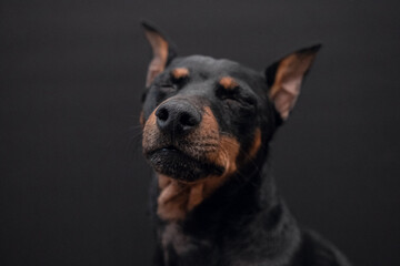 Funny dog with close eyes. Doberman breed dog on a black background. Selectiv focus
