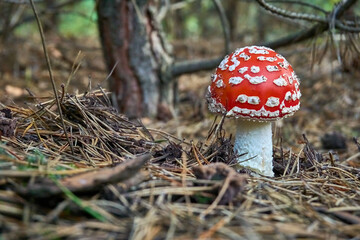 Young mushroom fly agaric grows among dry pine needles. Photo of a poisonous mushroom. Vertical shot