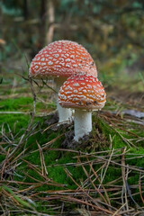 Two young agaric fly mushrooms grown among green moss and dry pine needles. Photo of the poisonous mushroom. Vertical photo