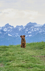 dog sitting in the field of grass with mountains in the background