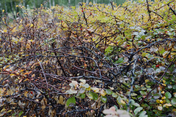 texture, autumn yellowed leaves in the park